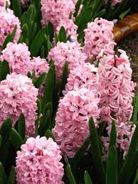  Hyacinthus Pink Pearl