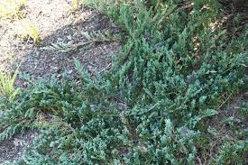  Juniperus horizontalis 'Bar Harbour'