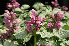  Lamium maculatum 'Sliver Beacon'