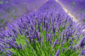 Lavendula x intermedia 'Grosso'