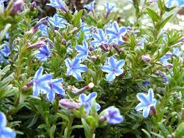  Lithospermum diffusum 'Heavenly Blue'