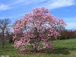  Magnolia x loebneri 'Leonard Messel'