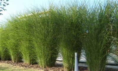  Miscanthus sinensis 'Gracillimus'