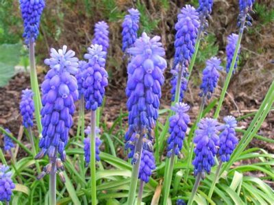  Muscari maxabel