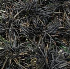  Ophiopogon planiscapus 'Nigrescens'