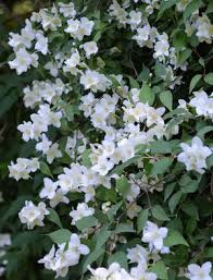  Philadelphus 'Beauclerk'