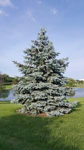 Picea pungens 'Hoopsii'