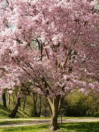  Prunus 'Accolade'