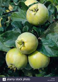 Quince Vrunja (Bereczchi)