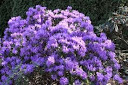 Rhododendron 'Blue Diamond'