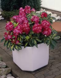 Rhododendron 'President Roosevelt'