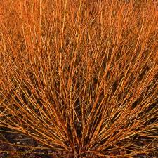  Salix alba 'Golden Ness'