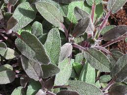 Salvia officinalis 'Purpurascens'