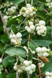 Symphoricarpos rivularis