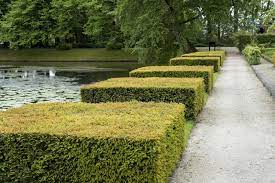  Taxus baccata-yew, clipped squares.