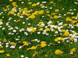  Daisies and dandelions in a lawn