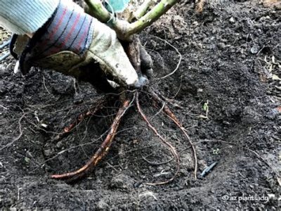  Planting a bare root rose