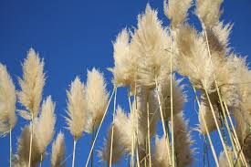 Cortaderia selloana 'Sunningdale Sliver'