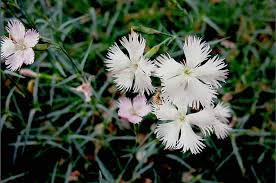 Dianthus freynii