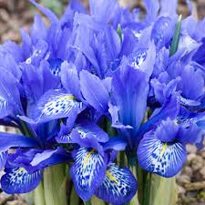 Iris histroides 'Beatrix Stanley'