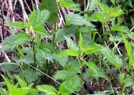 Stinging Nettles