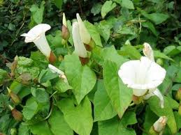 Bindweed