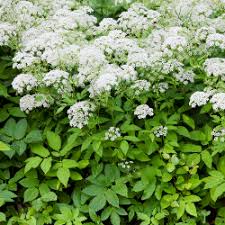  Ground Elder