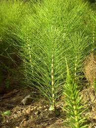 Mares tail
