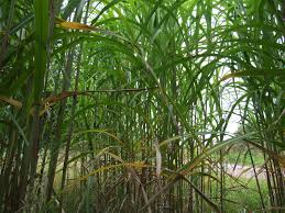 Miscanthus x giganteus