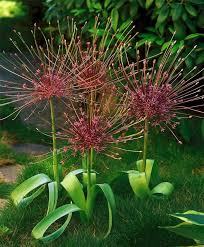  Allium schubertii