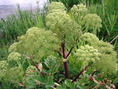 Angelica archangelica 