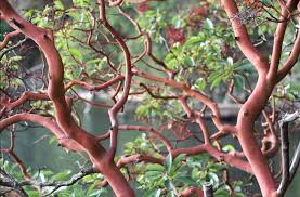 Arbutus andrachne