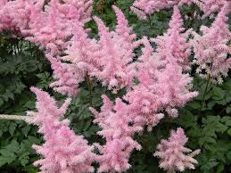 Astilbe x arendsii 'fanel'