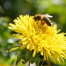  Bee on a dandelion