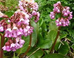  Bergenia 'Baby Doll'