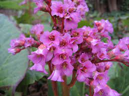  Bergenia 'Eroica'