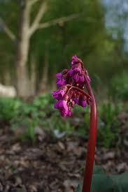 Bergina abendglut 'Evening glow'