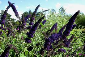 Buddieja davidii 'Black Knight'