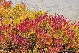 Calluna 'Firefly'