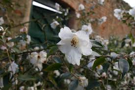  Camellia 'Cornish Snow'