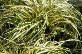  Carex 'Evergold'