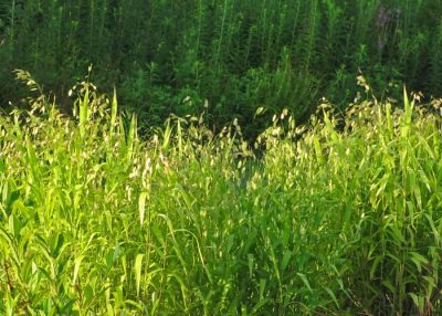 Chasmanthium uniola latiflia