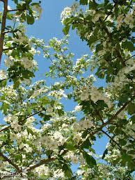  Crataegus monogyna 'Stricta'