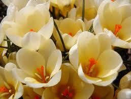  Crocus Cream Beauty