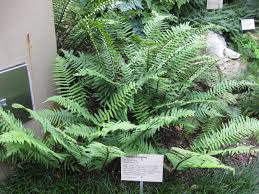  Dryopteris cycadina