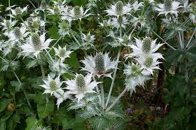  Eryngium giganteum 'Miss Wilmott's Ghost'