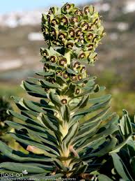 Euphorbia characias 'Black Pearl'