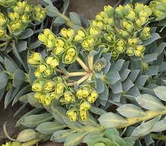  Euphorbia myrsinites