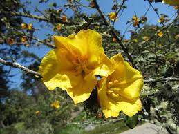  Fremontodendron 'California Glory'