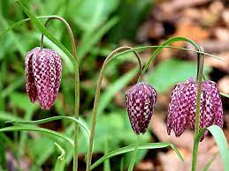 Fritillaria meleagris